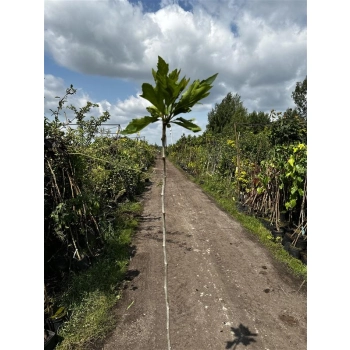 DĄB szczepiony zwisający pendula - sadzonki 140 / 170 cm